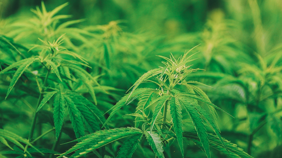 Lush green cannabis plants with serrated leaves growing densely outdoors during vegetative stage