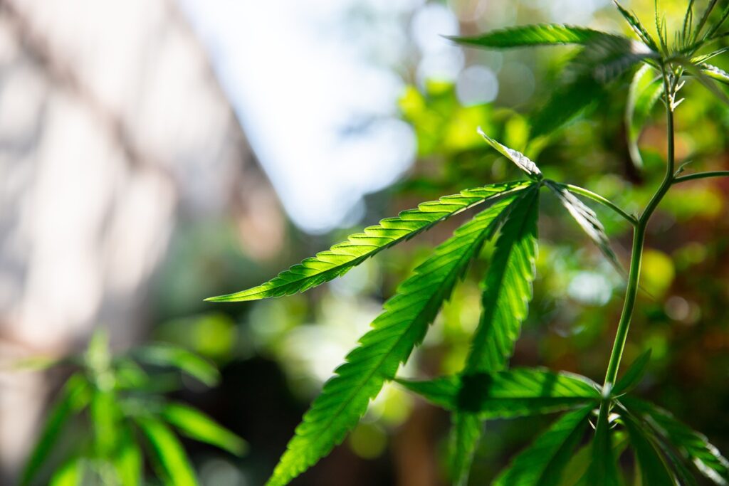 Close-up of a vibrant green cannabis plant with serrated leaves backlit by natural sunlight outdoors