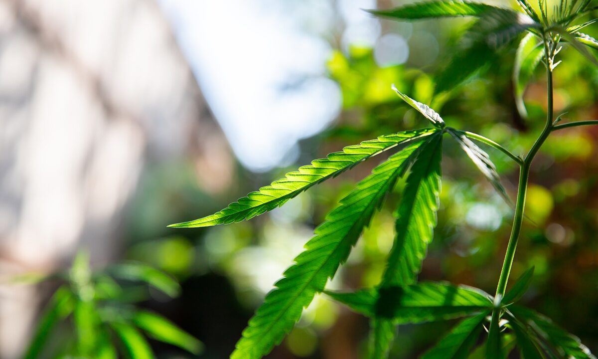 Close-up of a vibrant green cannabis plant with serrated leaves backlit by natural sunlight outdoors