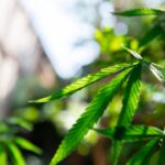 Close-up of a vibrant green cannabis plant with serrated leaves backlit by natural sunlight outdoors