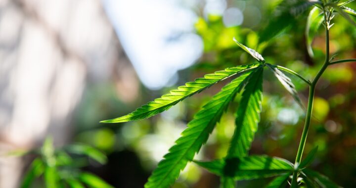 Close-up of a vibrant green cannabis plant with serrated leaves backlit by natural sunlight outdoors