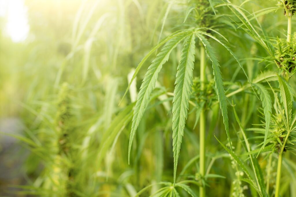 Hemp plants with serrated green leaves growing outdoors in a sunlit field