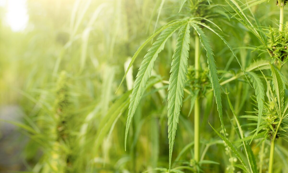 Hemp plants with serrated green leaves growing outdoors in a sunlit field