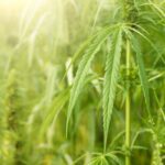 Hemp plants with serrated green leaves growing outdoors in a sunlit field
