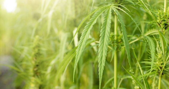 Hemp plants with serrated green leaves growing outdoors in a sunlit field