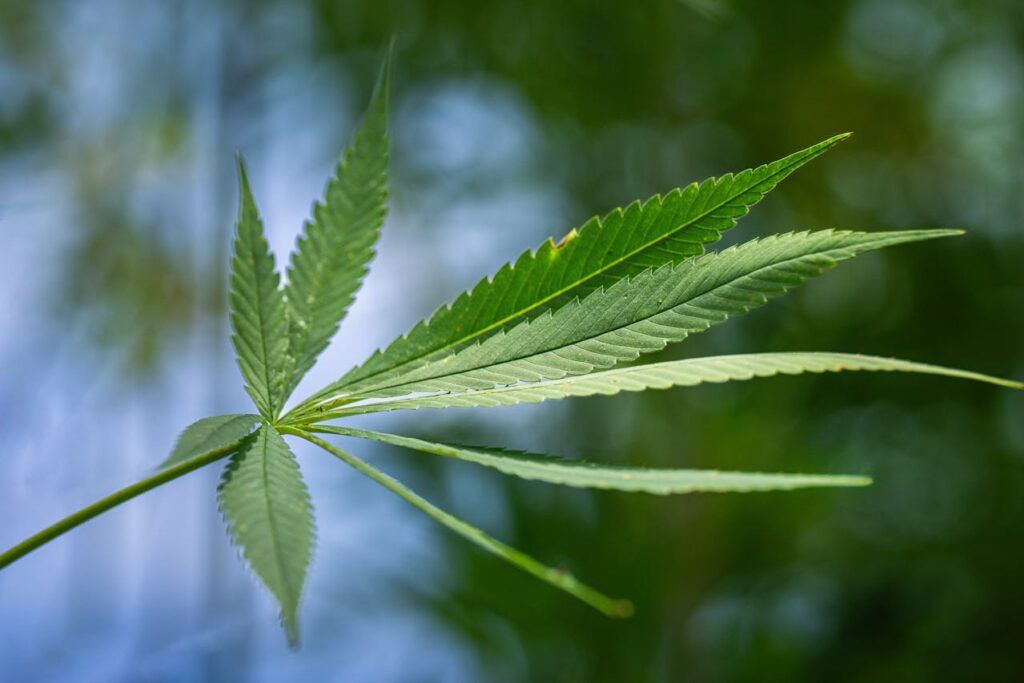 Close-up of a cannabis hemp leaf with serrated edges against a blurred green and blue outdoor background.