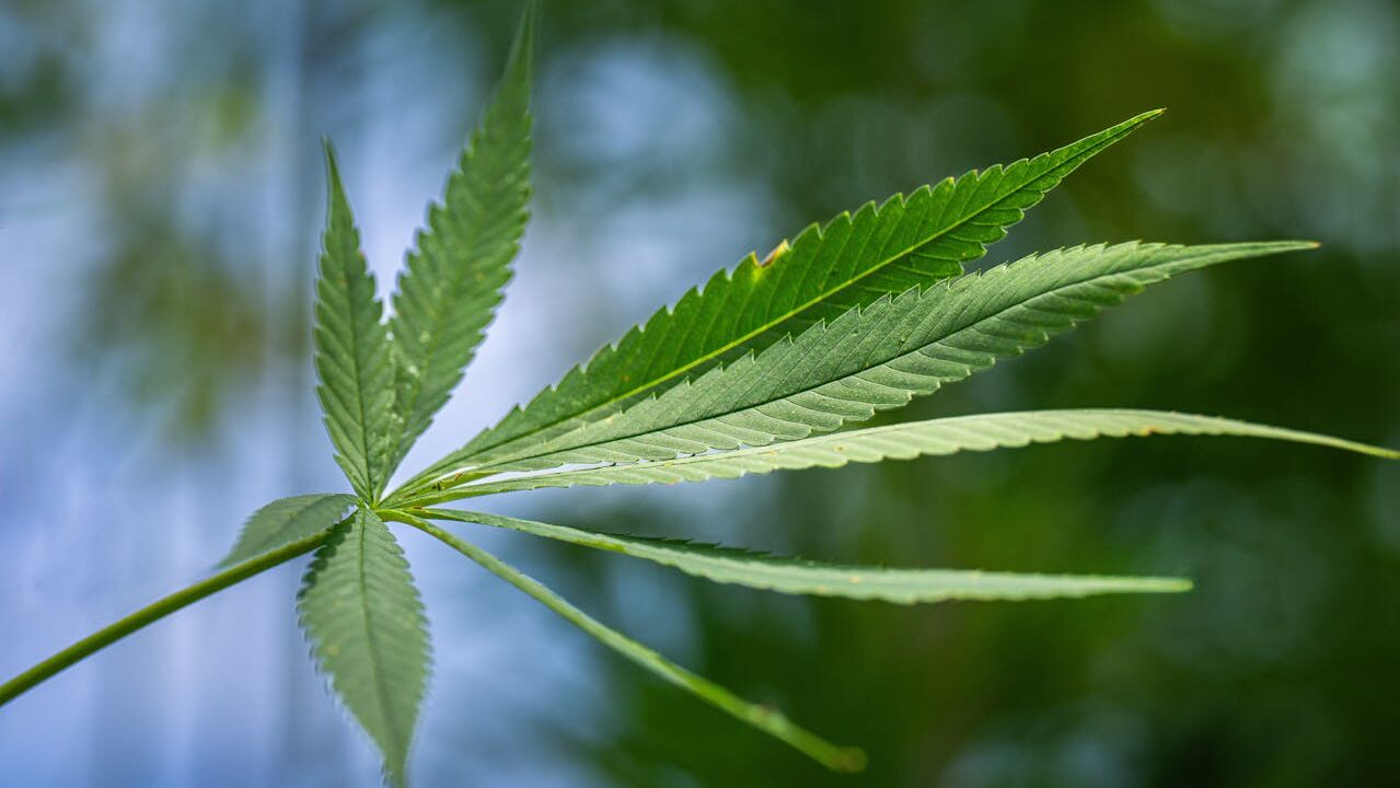Close-up of a cannabis hemp leaf with serrated edges against a blurred green and blue outdoor background.