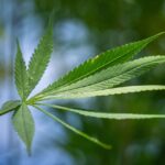 Close-up of a cannabis hemp leaf with serrated edges against a blurred green and blue outdoor background.