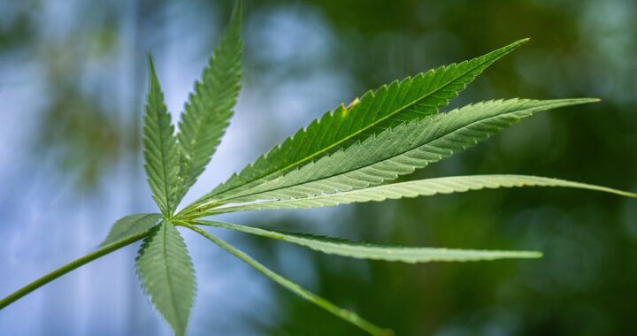 Close-up of a cannabis hemp leaf with serrated edges against a blurred green and blue outdoor background.