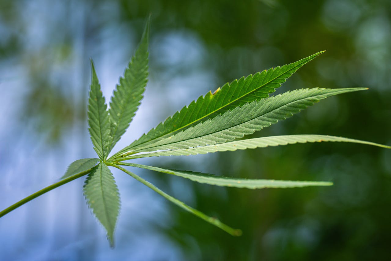 The 10 Best Hemp Digital Marketing Services & Agencies in 2026