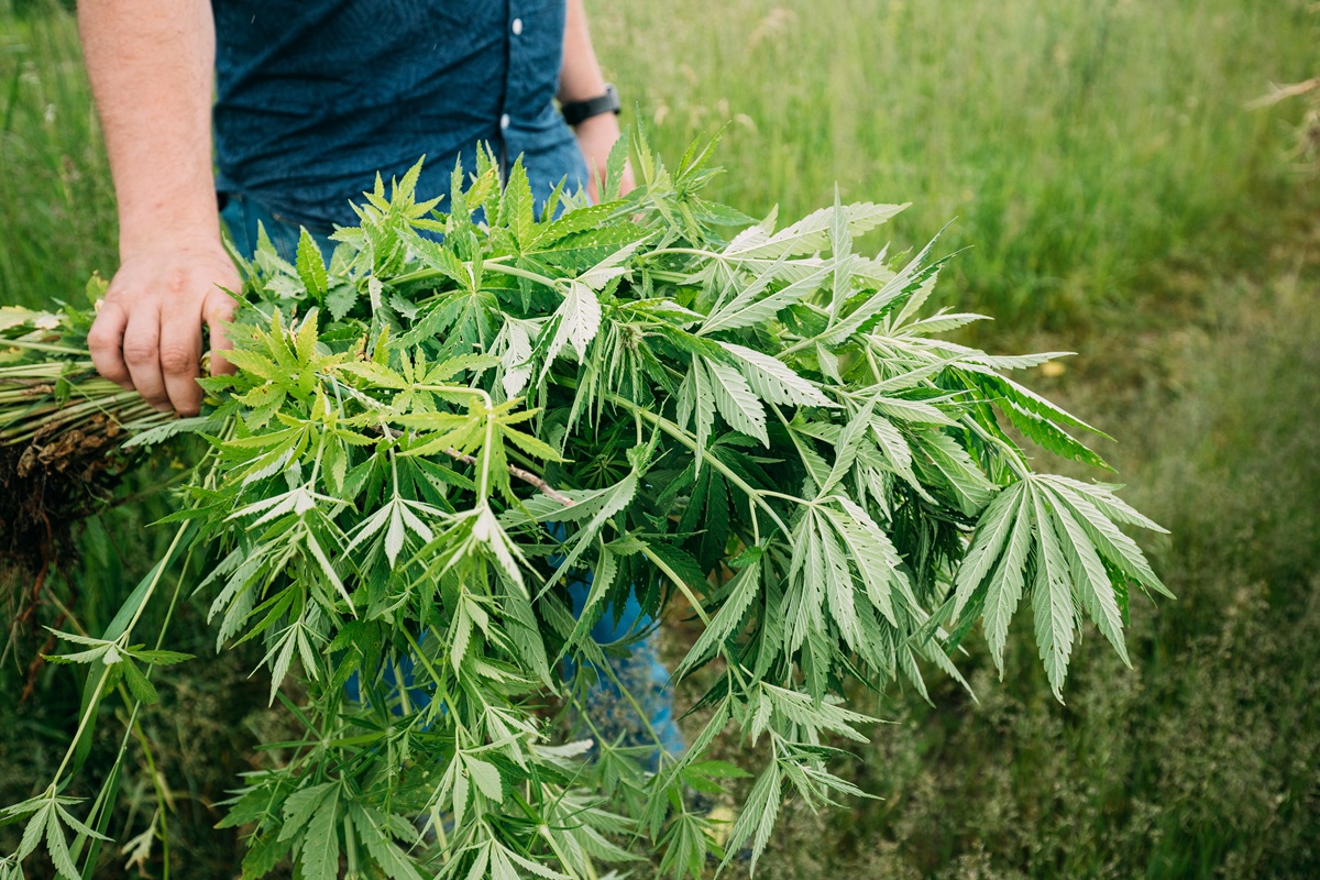 Farmer holding harvested hemp plant stalks with large fan leaves in an outdoor field