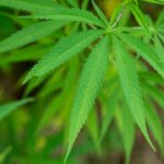 cbd seo experts
