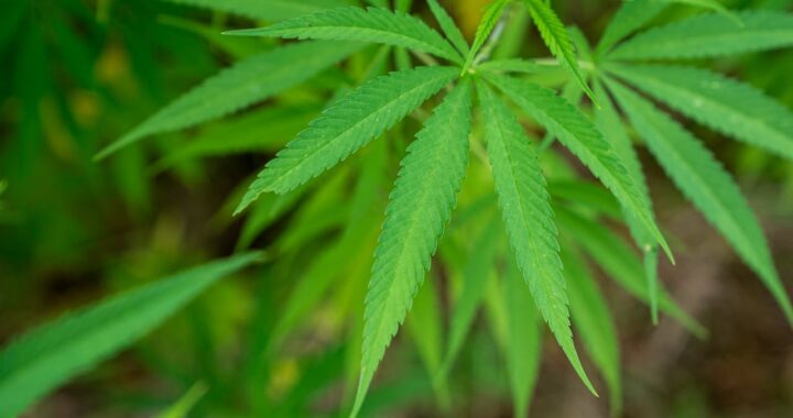 cbd seo experts