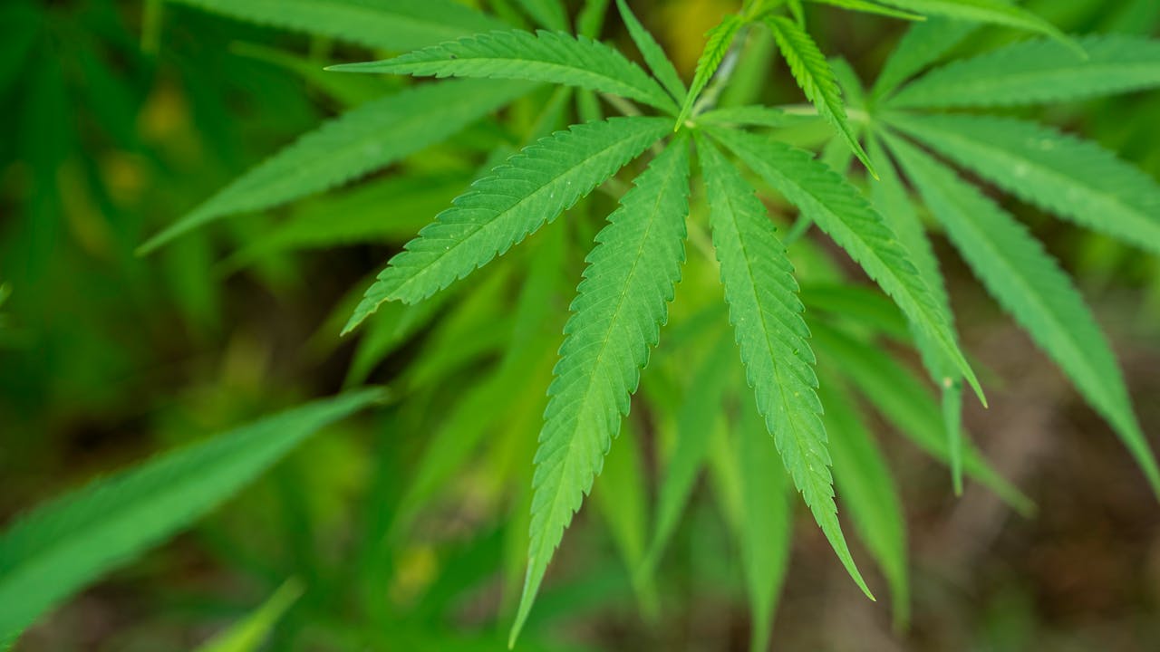 cbd seo experts